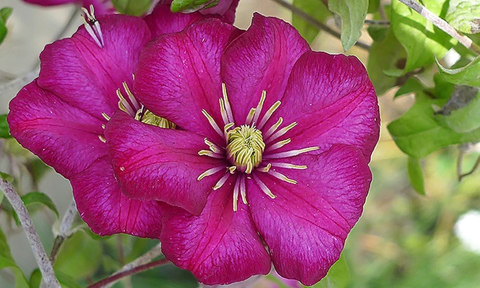 Membership or Visit for One Adult or Family to UBC Botanical Garden and Nitobe Memorial Garden (Up to 46% Off) - Primary Image