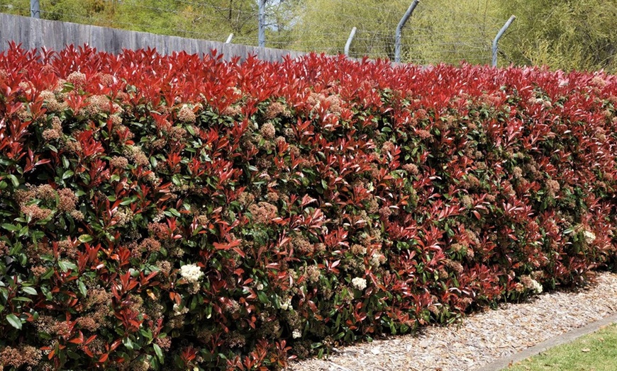 Image 5: 2, 4 o 6 piante di Photinia Red Robin