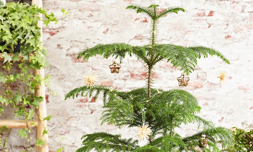 Image 3: Plantes d'intérieur Araucaria