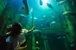 SuperMiércoles en el Acuario de Zaragoza: 1, 2, 3 o 4 entradas para acudir en miércoles con un 53% de descuento - Second Medium