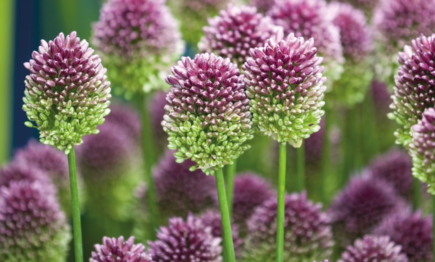 Image 1: 50 or 100 Allium Sphaerocephalon Bulbs