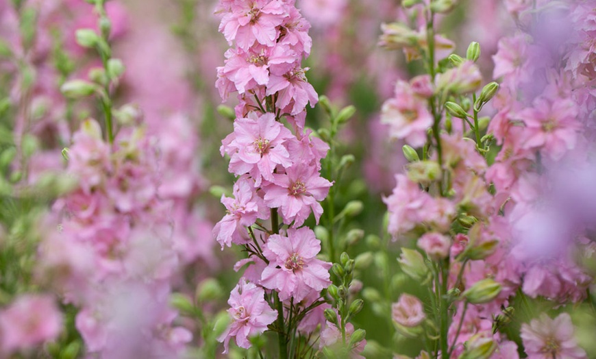 Image 1: Pink Delphinium Juliette - 1, 3 or 5 Potted Plants
