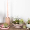 Image 1: Lot de 5 ou 10 tillandsias – plantes aériennes décoratives
