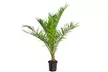 1x oder 2x Kanarische Dattelpalme (Phoenix Canariensis) - Second Medium