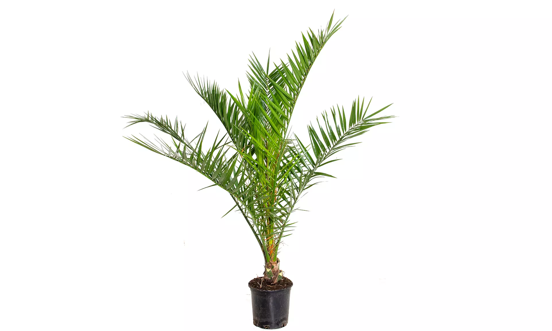 1x oder 2x Kanarische Dattelpalme