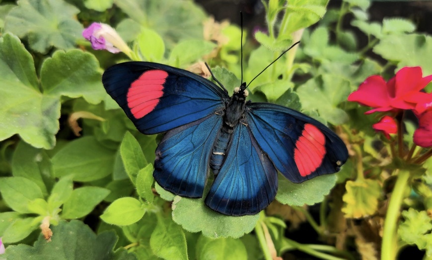 Image 1: Create Memories with the Entry Tickets to the Sussex Butterfly Gardens