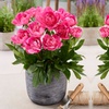 Image 4: Peony Patio Trio - Three or Six Bare Root Plants
