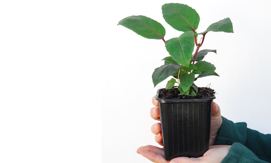 Image 7: Up to Three Fuchsia Riccartonii Hardy Shrub Potted Plants