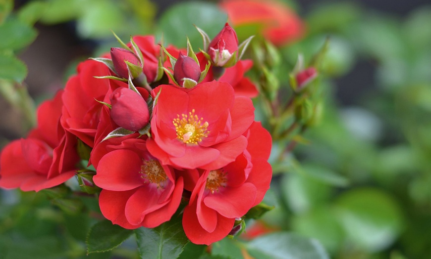 Image 5: Celebration Rose Bush Plants – 9 Varieties (1 Bare Root Plant)