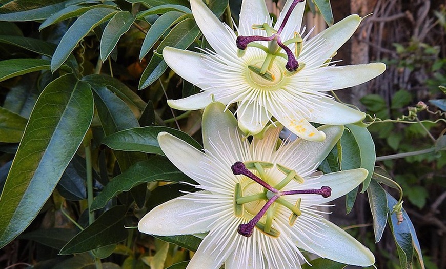 Image 3: Hardy Passiflora Pants