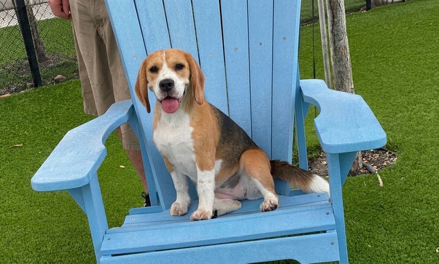 Image 4: One, Three or Five Days of Dog Daycare
