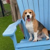 Image 4: One, Three or Five Days of Dog Daycare