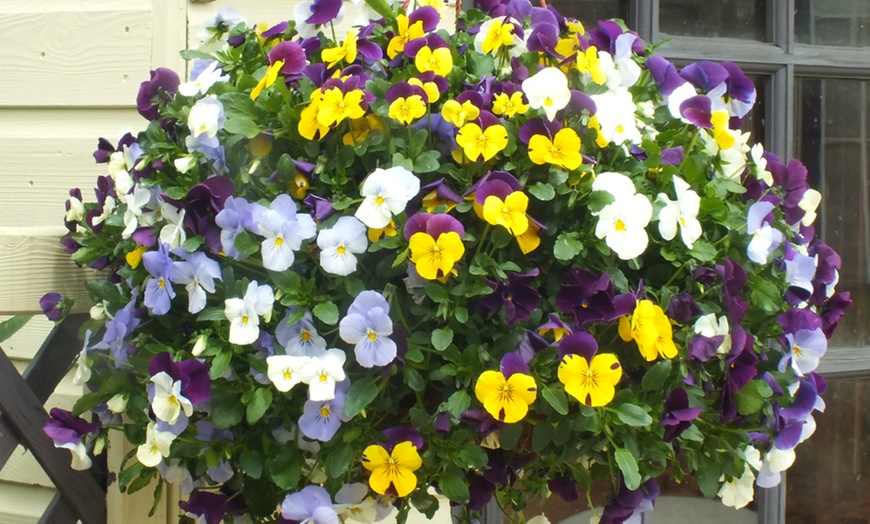 Image 1: Two Pre-Planted Viola Hanging Baskets