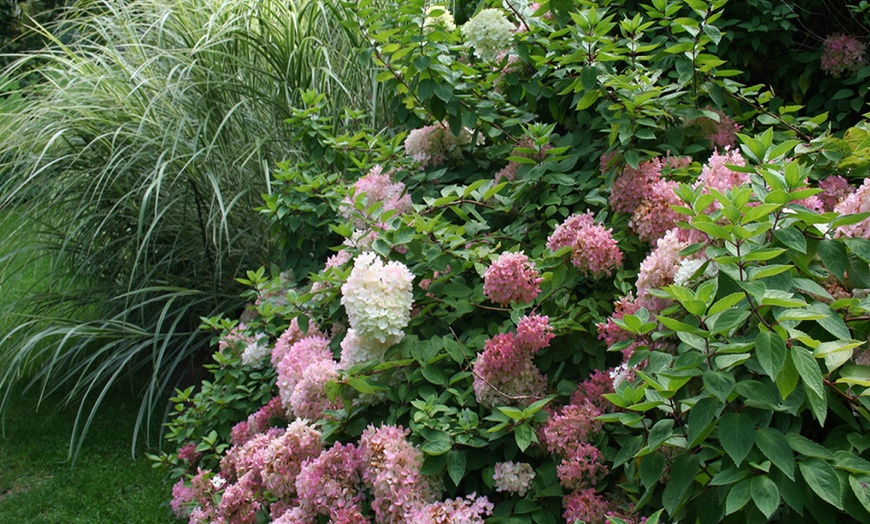 Image 5: Mix de 4 Flores Hortensia OH2