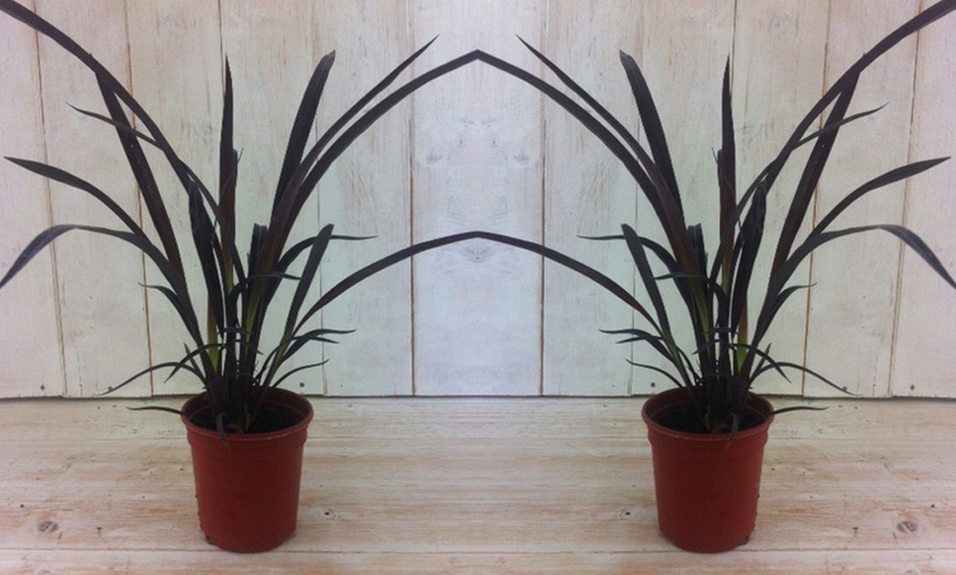 Image 2: Phormium Black Velvet in 9cm Pot