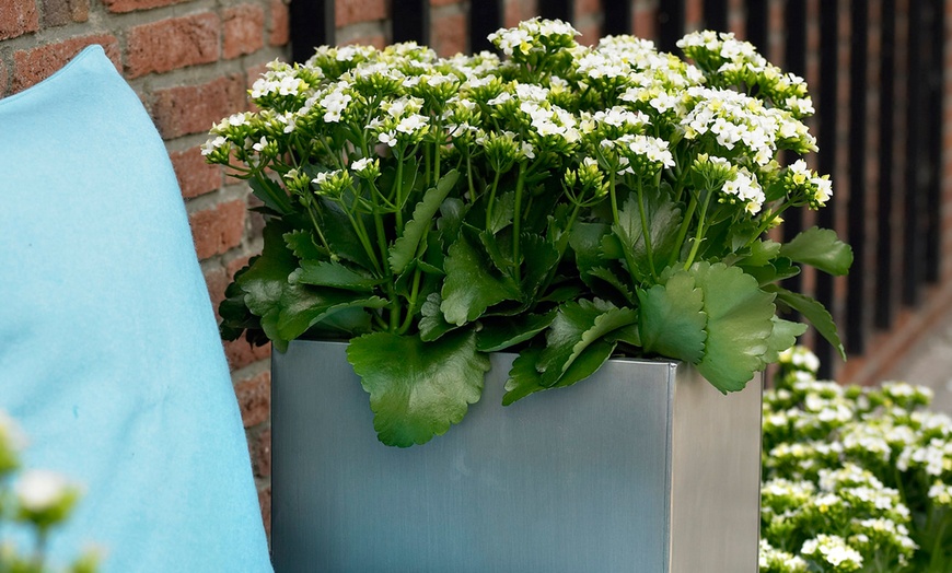 Image 4: Kalanchoë Garden Plants