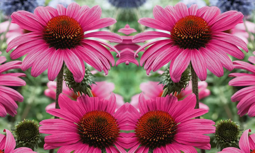 Perennial Echinacea Purpurea - 3 or 6 Plants