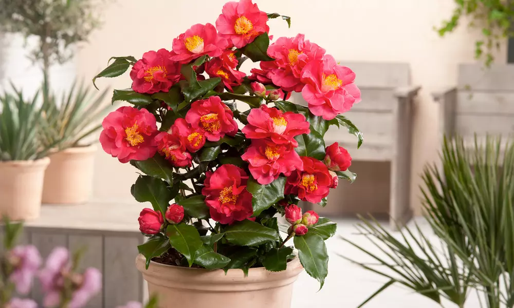 1 ou 2 camélias du Japon 60-70 cm, pot inclus - Primary Image