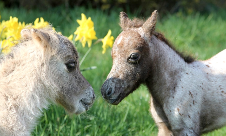 Image 5: Pony Centre, Entry For Two