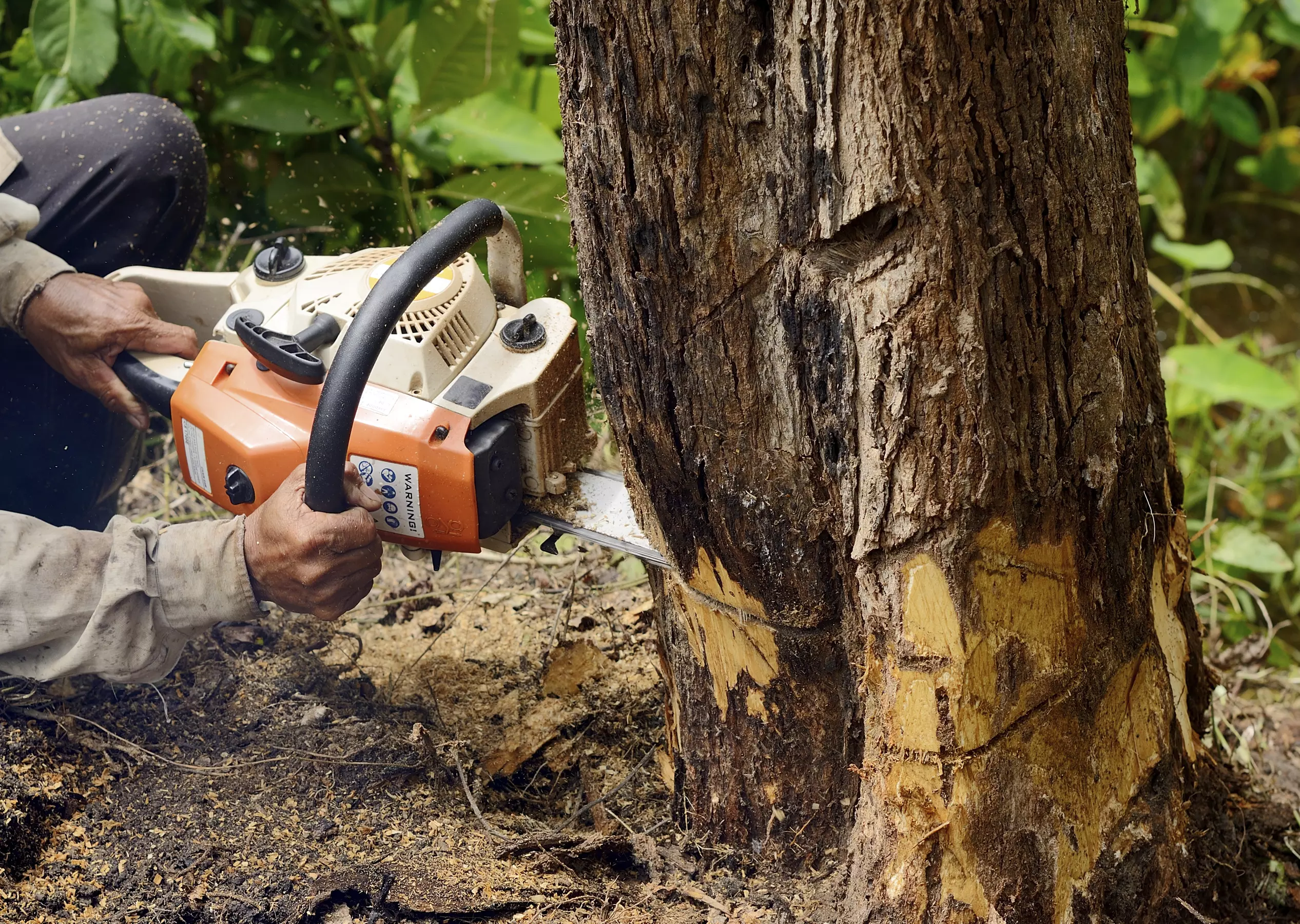 $400 Off $800 Worth of Tree Removal - Primary Image