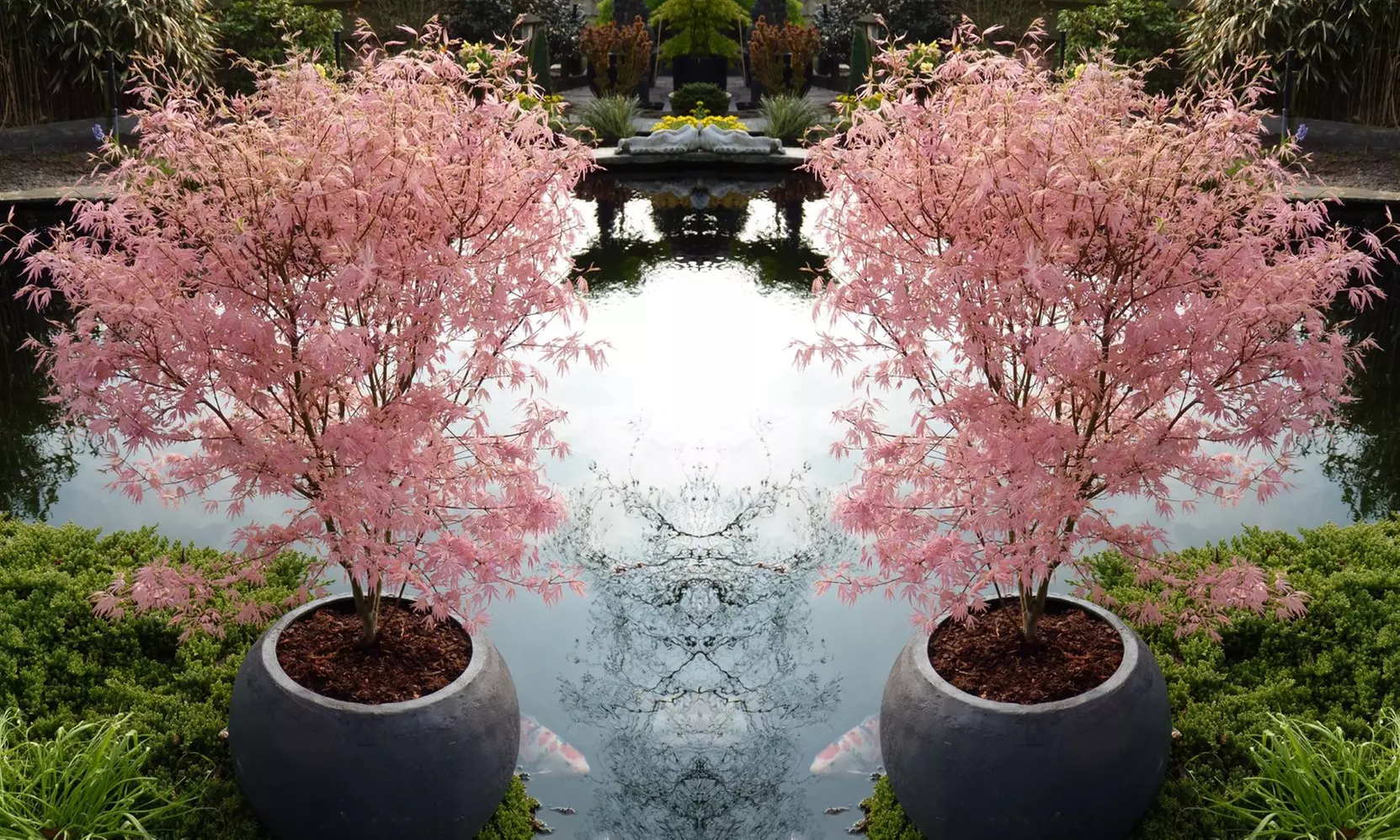 1x oder 2x japanischer Fächerahorn „Taylor" - Primary Image