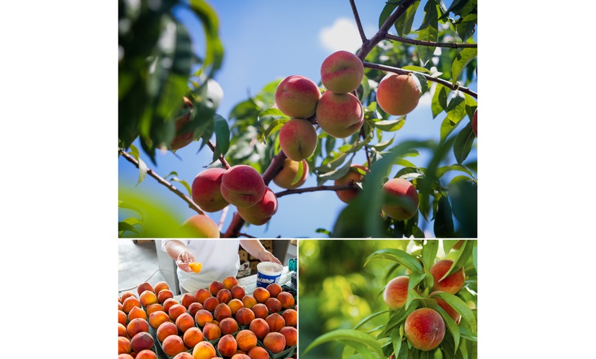 Image 11: Set di 3 alberi di alberi da frutto