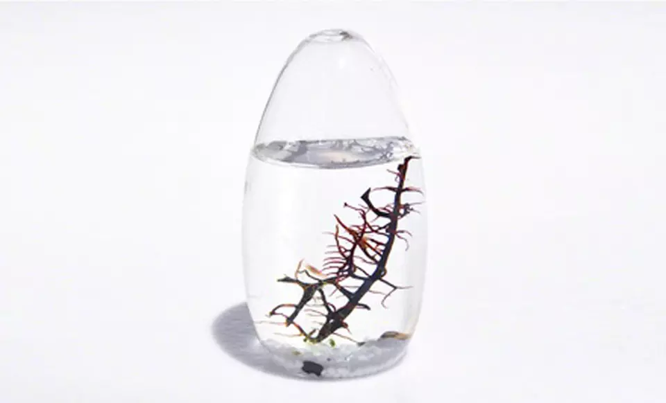 $44.99 for an EcoSphere Small Pod ($79 List Price). Free Shipping and Returns. - Primary Image