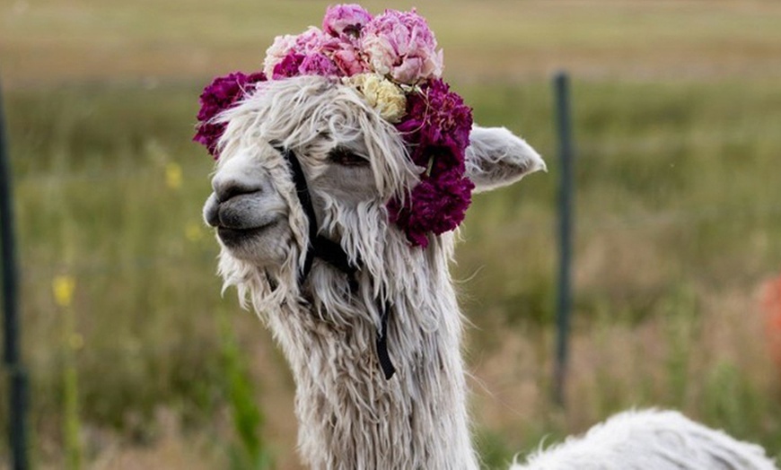 Image 1: Escape to Nature: 2-Night Camping & Alpaca Feeding Adventure