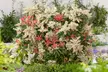 2 ou 4 plants de Pieris "Forest Flame" 25-40 cm Rootz - Second Medium