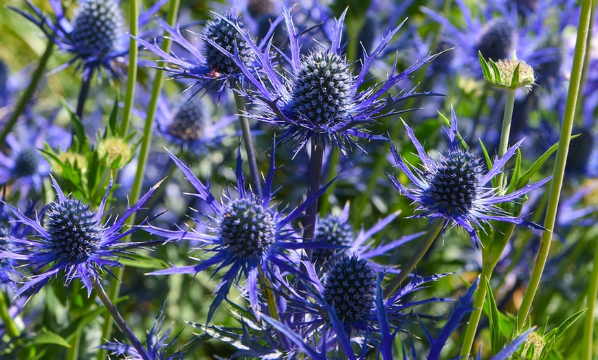 Image 1: Sea Holly Eryngium Blue Steel - 5 or 10 Plants