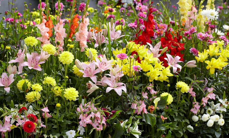 Image 4: Perennial Border Plants