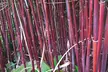 Red Bamboo - Asian Wonder - 1 or 2 Potted Plants - Image 2