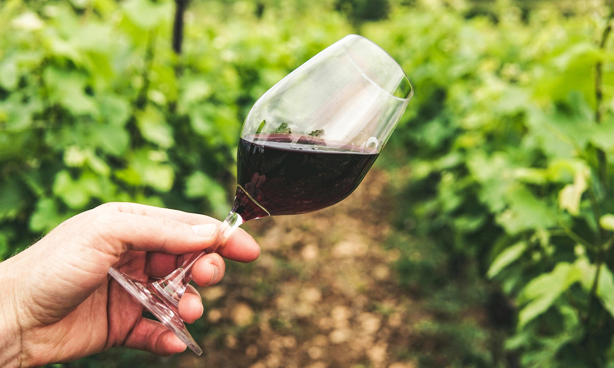 Wine Tasting and Glass of Sangria for One, Two, or Four People