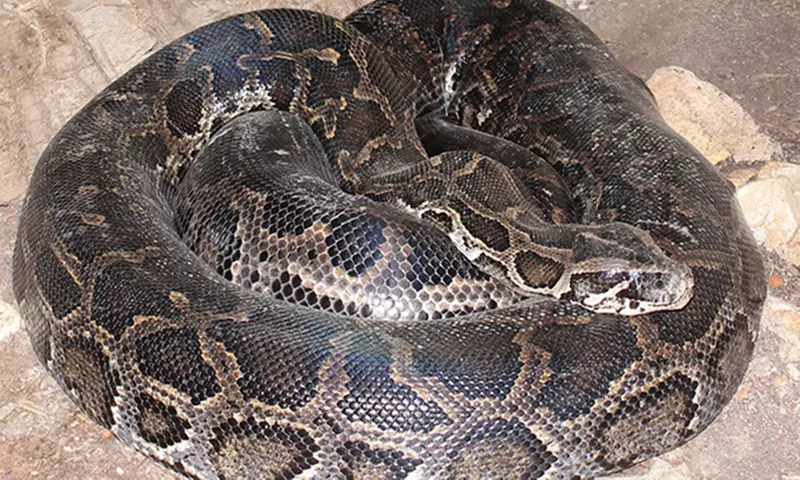 Entrada de un día para niño o adulto en Terra Natura Murcia