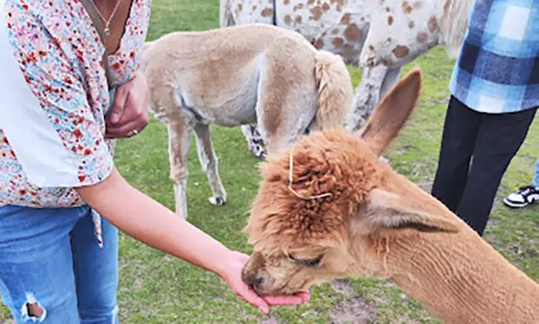 Erlebe magische Momente mit Lamas und Alpakas in der Natur