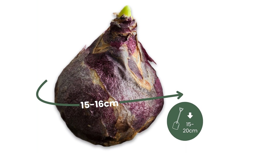 Image 9: Lot de 10, 15, 20, 25 ou 40 bulbes de jacinthe