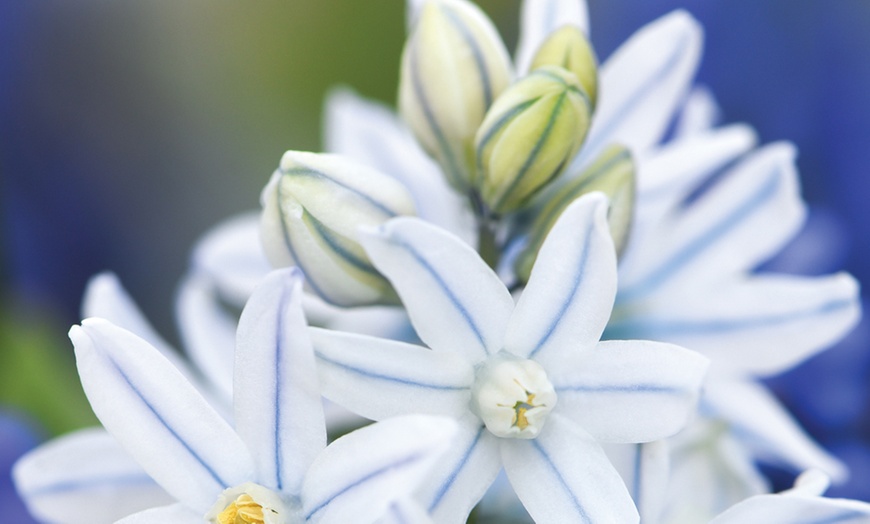 Image 2: Russian Snowdrop - 100 or 200 Bulbs