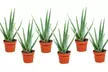 2, 4 oder 6 Pflanzen Aloe Vera inkl. Versand - Second Medium