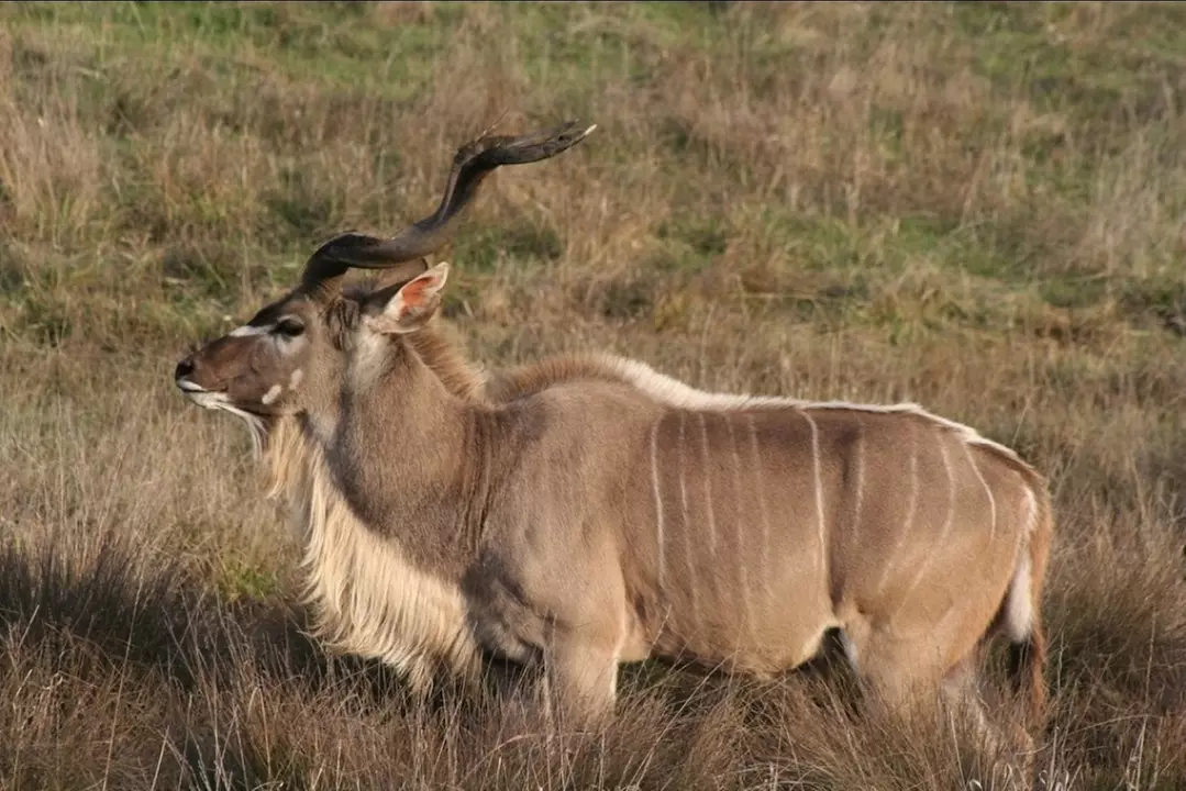 Wildlife Safari Drive Thru Discount Tickets & Deals