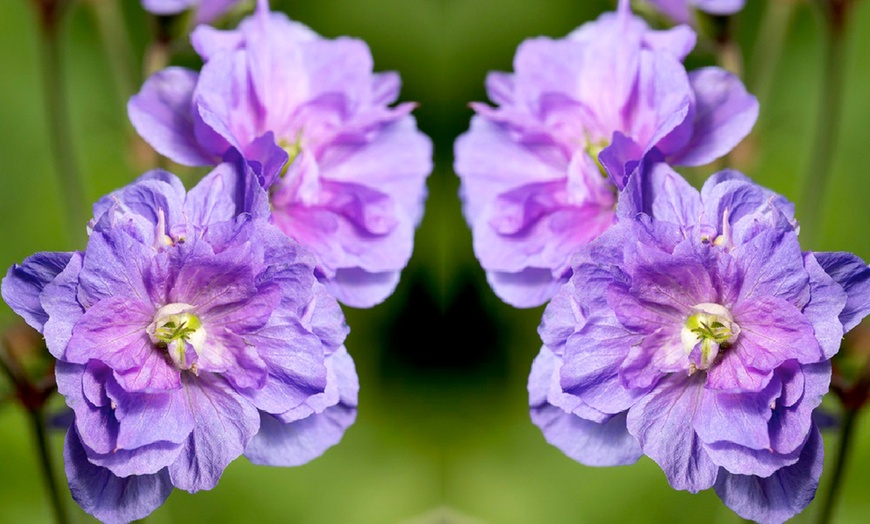 Image 5: Up to 3 Hardy Geranium Azure Skies Jumbo Plugs