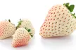White Carolina Pineberry Bare-Root Plants - Second Medium
