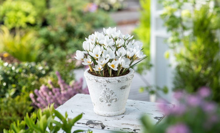 Image 2: Assortiment de 125 ou 250 bulbes de fleurs