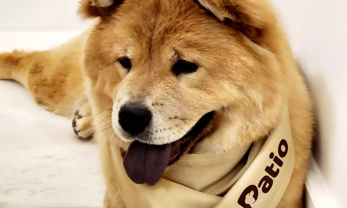 Groom, Grin, and Wag: Unleash Pet Paradise