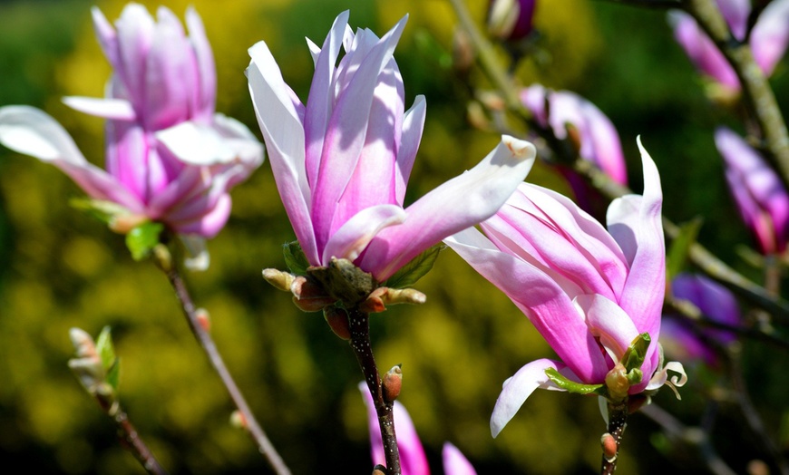 Image 7: Set de plantas de Magnolia