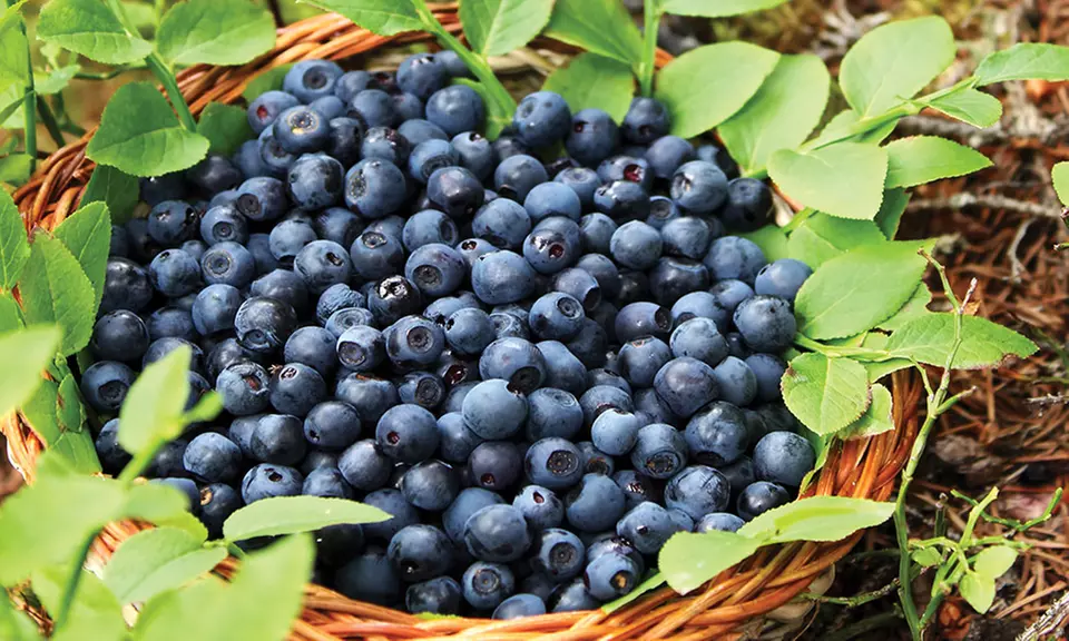 Blueberry Bare Root Plants. Multiple Varieties Available. - Second Medium