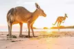 Kangaroos on the Beach Sunrise Tour: Child ($171), Adult ($180) or Family Ticket ($702) with Sacred Voyage Tours - Image 3