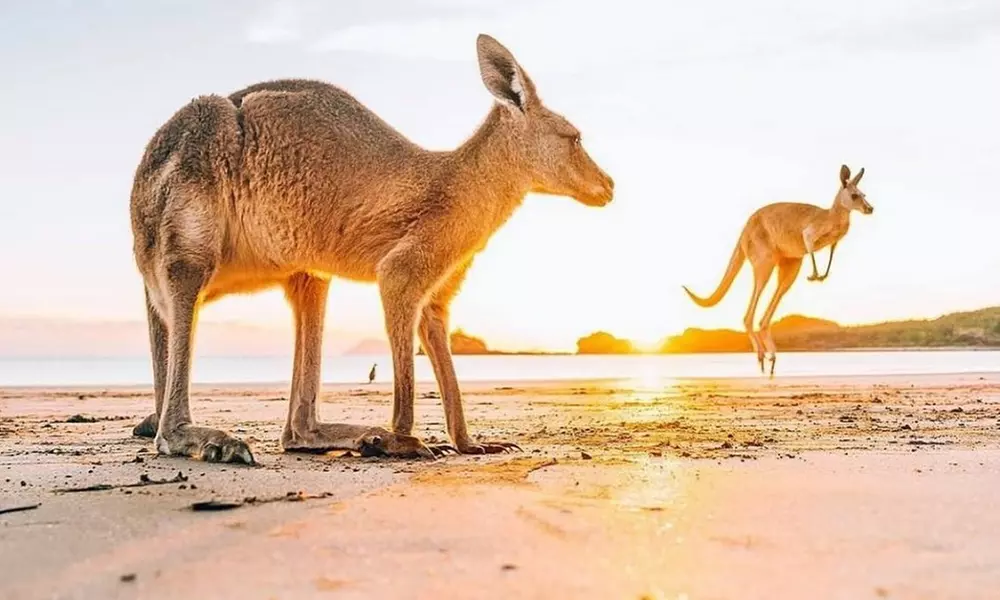 Kangaroos on the Beach Tour