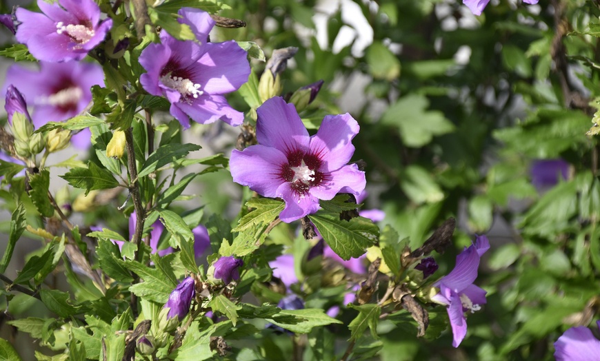 Image 10: Hibiscus rustiques