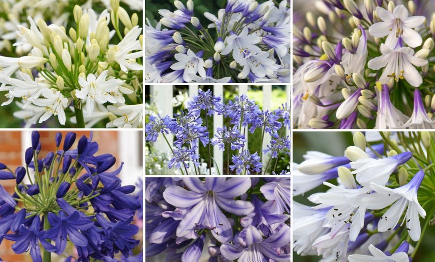 Image 1: Potted Agapanthus Plants – 7 different Varieties
