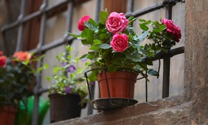 Set of Four Pot Roses